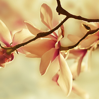Buy canvas prints of Spring Magnolia by Dawn Cox