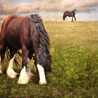 Buy canvas prints of Grazing Horse by Dawn Cox