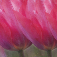 Buy canvas prints of Pink Tulips by Dawn Cox