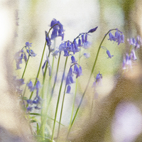 Buy canvas prints of Bluebell Dreams by Dawn Cox