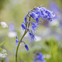 Buy canvas prints of Spring Bluebells by Dawn Cox