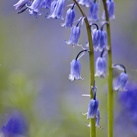 Buy canvas prints of Natures Bells by Dawn Cox