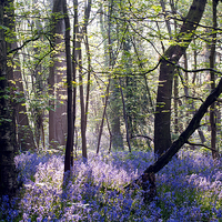 Buy canvas prints of Morning light on Bluebell Woodland by Dawn Cox