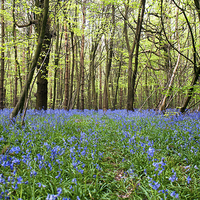 Buy canvas prints of Bluebell Walk by Dawn Cox