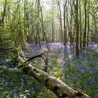 Buy canvas prints of bluebell Carpet by Dawn Cox