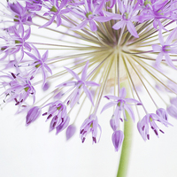 Buy canvas prints of Purple Allium by Dawn Cox