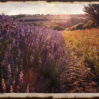 Buy canvas prints of Sunlight on lavendar field by Dawn Cox