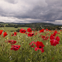 Buy canvas prints of Poppies in the Wind by Dawn Cox