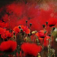 Buy canvas prints of Red by Dawn Cox
