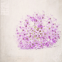 Buy canvas prints of Purple Flower by Dawn Cox