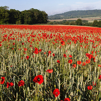 Buy canvas prints of Kent Poppies by Dawn Cox