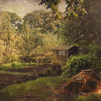 Buy canvas prints of  The Allotment by Dawn Cox