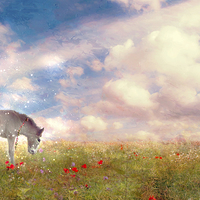 Buy canvas prints of Enchantment in the Meadow  by Dawn Cox