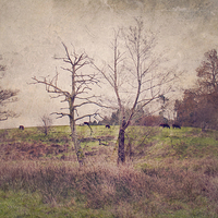 Buy canvas prints of Cows on the Hill  by Dawn Cox