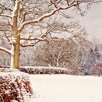 Buy canvas prints of Winter Scene  by Dawn Cox