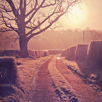 Buy canvas prints of Well lit path  by Dawn Cox