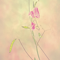 Buy canvas prints of  Sweet Pea by Dawn Cox