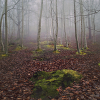 Buy canvas prints of  Foggy woodland by Dawn Cox