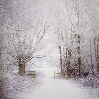 Buy canvas prints of Winter wonderland  by Dawn Cox