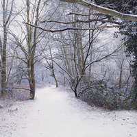 Buy canvas prints of  Winter walk by Dawn Cox