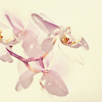 Buy canvas prints of  Pink Orchid by Dawn Cox
