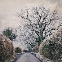 Buy canvas prints of snowy lane  by Dawn Cox