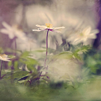 Buy canvas prints of  Wood Anemones by Dawn Cox