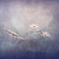 Buy canvas prints of  Fragility of flowers by Dawn Cox