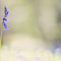 Buy canvas prints of Bluebell standing  alone by Dawn Cox