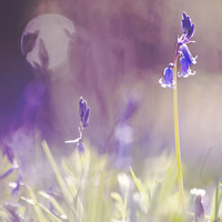 Buy canvas prints of Purple Haze of Bluebells  by Dawn Cox