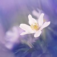 Buy canvas prints of Wood Anemone flower towards the Light by Dawn Cox
