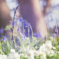 Buy canvas prints of Bluebell Woodland  by Dawn Cox