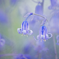 Buy canvas prints of  Bluebells by Dawn Cox