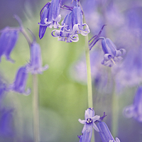 Buy canvas prints of  Bluebell canvas print by Dawn Cox