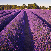 Buy canvas prints of  Kent Lavender by Dawn Cox