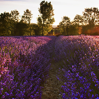 Buy canvas prints of  Early morning Lavender field by Dawn Cox