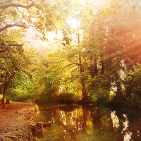 Buy canvas prints of  Lullingstone country park by Dawn Cox