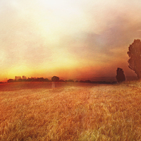 Buy canvas prints of Golden Fields Darenth  by Dawn Cox