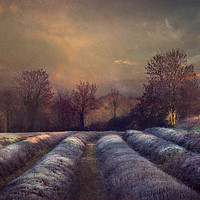 Buy canvas prints of Lavender Field by Dawn Cox