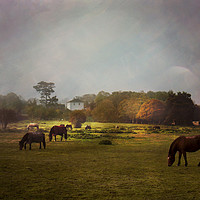 Buy canvas prints of Grazing Horses by Dawn Cox