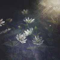 Buy canvas prints of Woodland Flowers by Dawn Cox