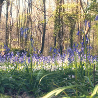 Buy canvas prints of Bluebells and Wood Anemones by Dawn Cox