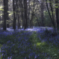 Buy canvas prints of Bluebell woods by Dawn Cox