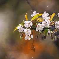 Buy canvas prints of Blossom by Dawn Cox