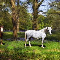 Buy canvas prints of Horses with Bluebells by Dawn Cox