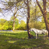 Buy canvas prints of White Horse in  kent meadow by Dawn Cox