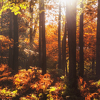 Buy canvas prints of Woodland Light by Dawn Cox