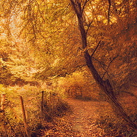 Buy canvas prints of Autumn Woodland by Dawn Cox