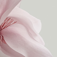 Buy canvas prints of Magnolia by Dawn Cox