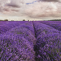 Buy canvas prints of Kent Lavender Field by Dawn Cox